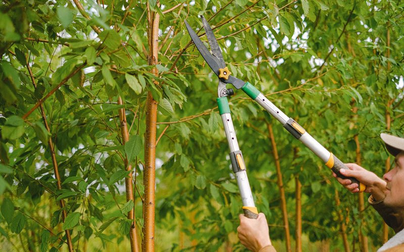 Tree trimming in Orchard, IA