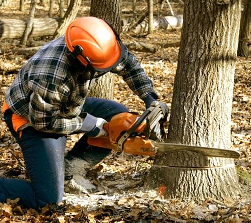 Tree Removal in Orchard, IA